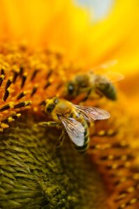 Close-up of a bee gathering pollen on a bright yellow flower, pollen dust visible on its body and wings.